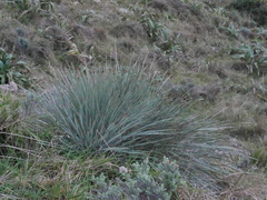 Aciphylla squarrosa squarrosa