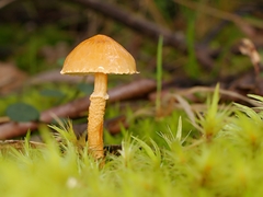 Cystoderma muscicola