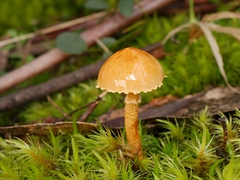 Cystoderma muscicola