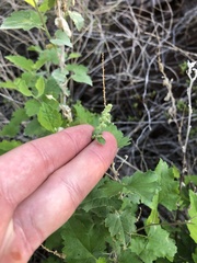 Ambrosia cordifolia