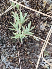 Phemeranthus confertiflorus