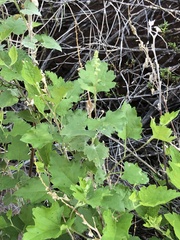 Ambrosia cordifolia