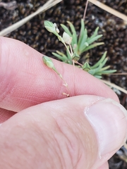 Phemeranthus confertiflorus