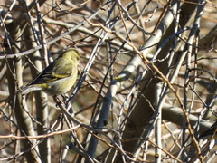 Spinus barbatus