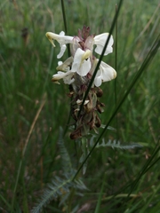 Pedicularis compacta