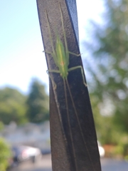 Meconema meridionale