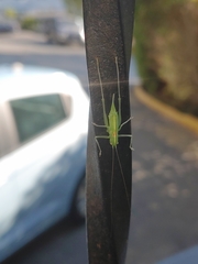 Meconema meridionale