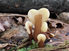 Spathulariopsis velutipes