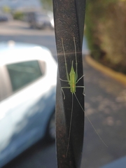 Meconema meridionale