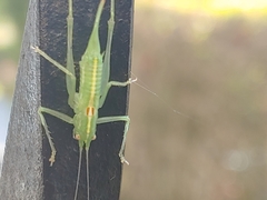 Meconema meridionale