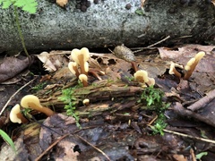 Spathulariopsis velutipes