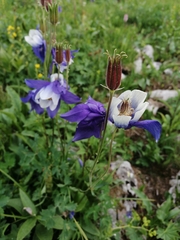 Aquilegia jucunda