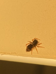 Attulus fasciger