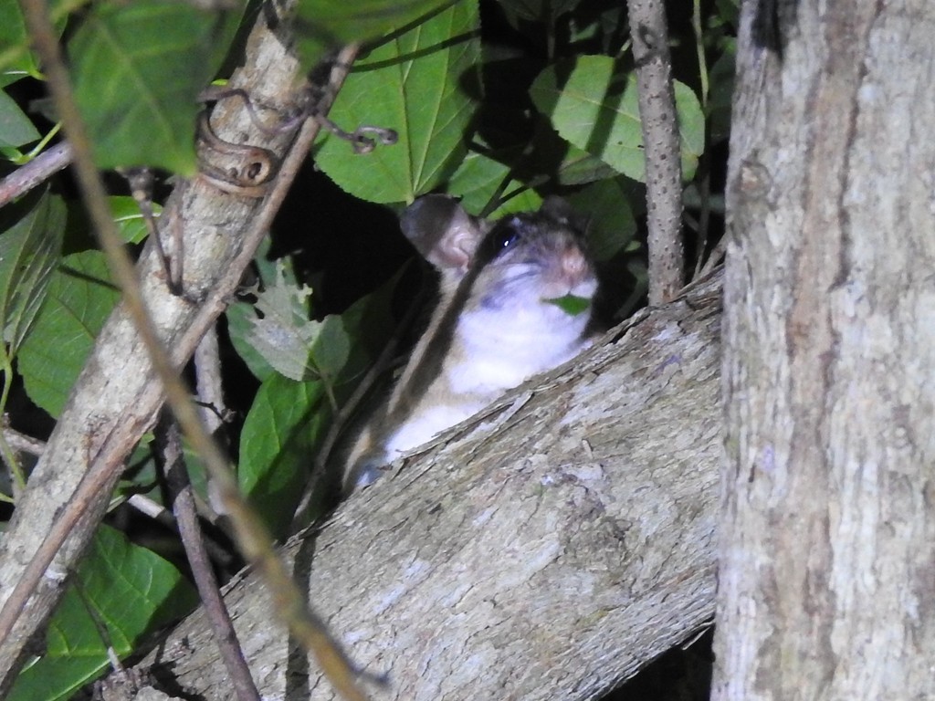 Magdalena Woodrat