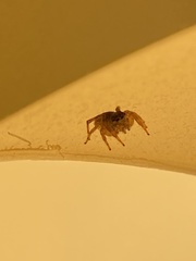 Attulus fasciger