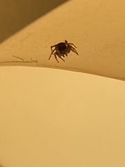 Attulus fasciger