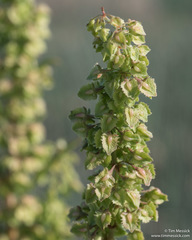 Rumex stenophyllus