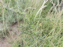 Condalia correllii