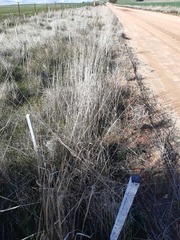 Acanthocladium dockeri