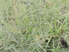 Condalia correllii