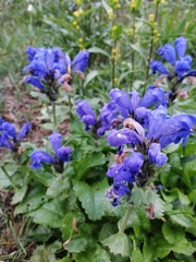 Dracocephalum grandiflorum