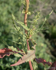 Rumex stenophyllus