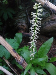 Macropodium nivale