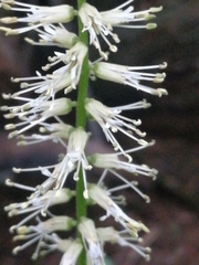 Macropodium nivale