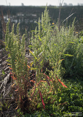 Rumex stenophyllus