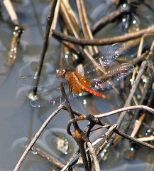 Erythrodiplax ochracea