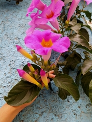 Amphilophium buccinatorium