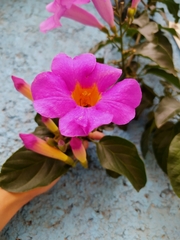 Amphilophium buccinatorium