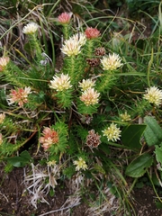 Rhodiola algida
