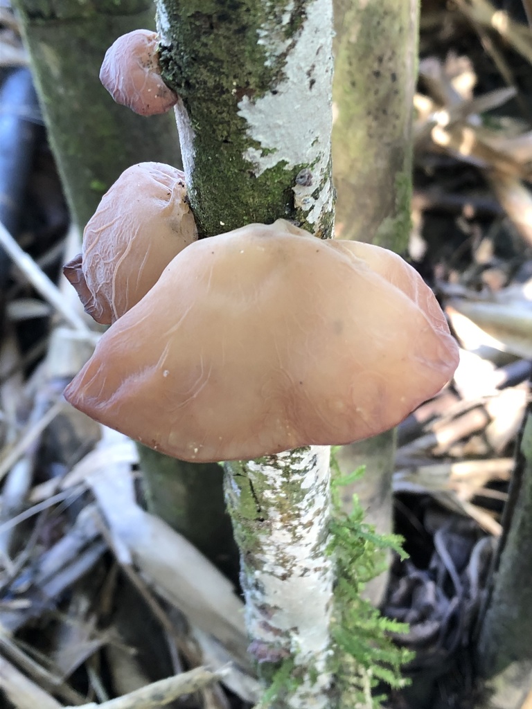 Auricularia fuscosuccinea · October 2019 · photo: © blazeclaw (iNaturalist, cc-by)