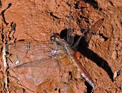 Erythrodiplax melanorubra