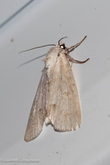 Acronicta innotata