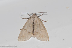 Acronicta innotata