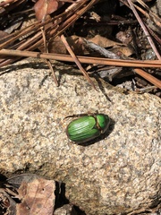 Chrysina lecontei