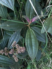 Miconia cataractae