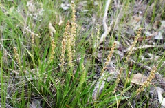 Plantago gaudichaudii