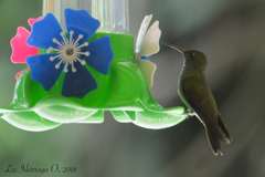 Eupetomena cirrochloris