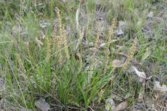 Plantago gaudichaudii