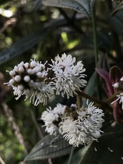 Miconia cataractae