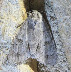 Acronicta americana