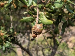 Quercus durata durata