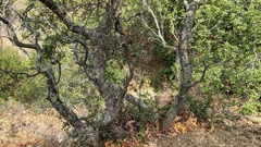 Quercus durata durata