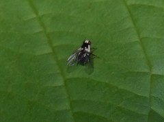 Calycomyza flavinotum