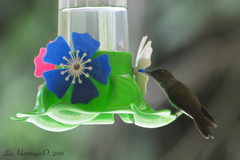 Eupetomena cirrochloris