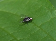 Calycomyza flavinotum
