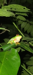 Agalychnis